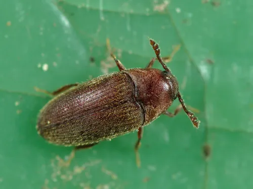 Small False Click Beetles - Throscidae