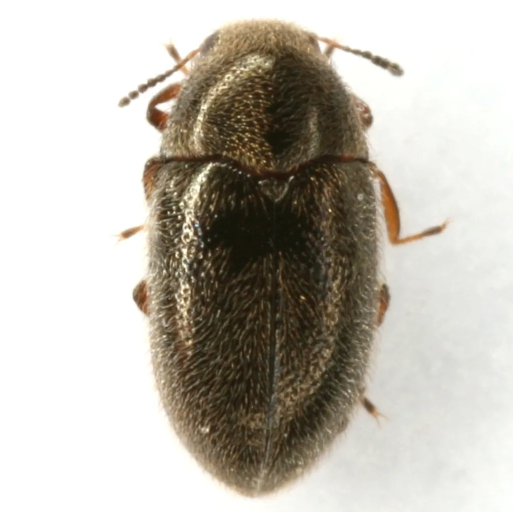 Throscinus politus - photo 2