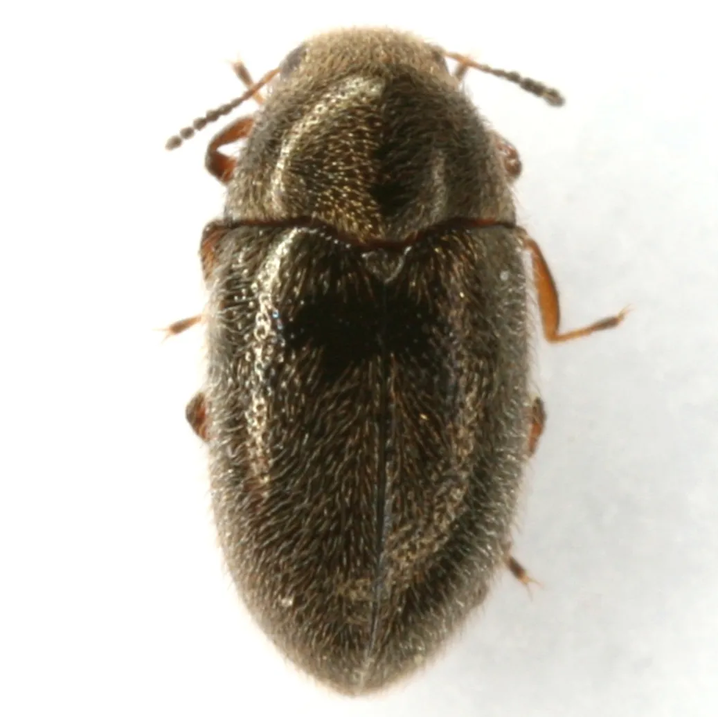 Throscinus politus - photo 3