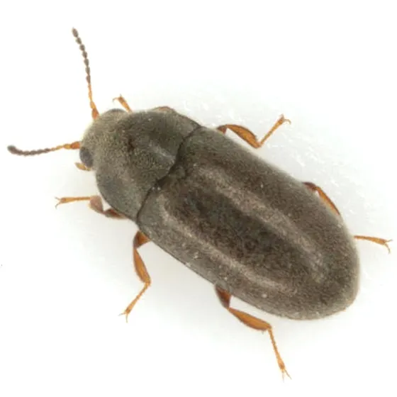 Throscinus schwarzi - photo 2