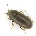 Throscinus schwarzii