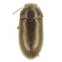 Throscinus schwarzii - photo 2