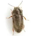 Throscinus schwarzii - photo 3