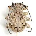 Thryallis undatus - photo 2