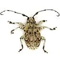 Thryallis undatus - photo 3