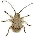 Thryallis undatus - photo 4