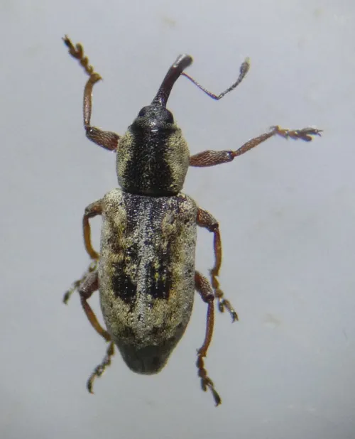 Thryogenes nereis