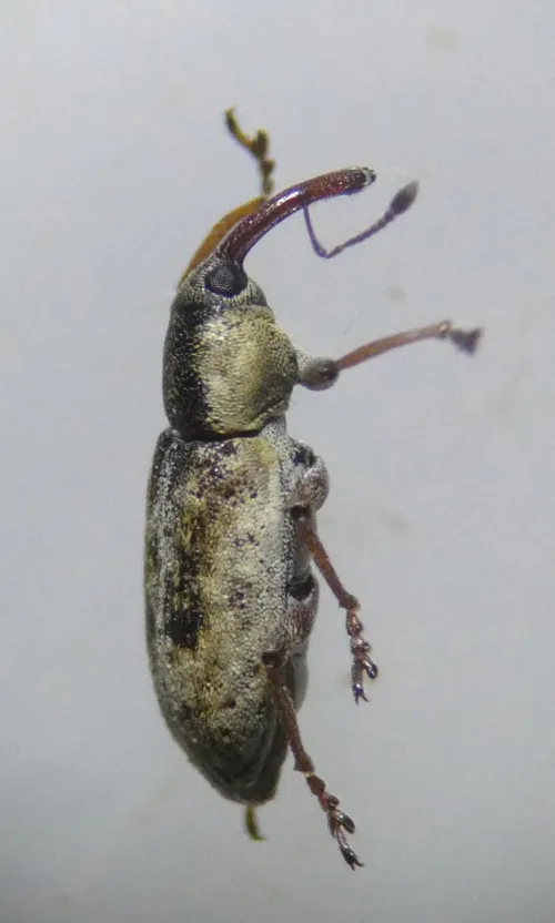 Thryogenes nereis - photo 2