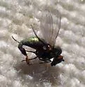 Thrypticus nigripes