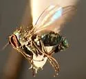 Thrypticus nigripes - photo 2