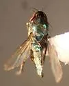 Thrypticus nigripes - photo 3
