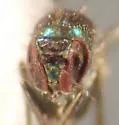 Thrypticus nigripes - photo 5