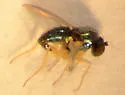 Thrypticus violaceus