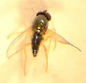 Thrypticus violaceus - photo 2