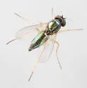 Thrypticus willistoni