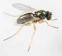 Thrypticus willistoni - photo 2