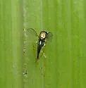 Thrypticus willistoni - photo 3