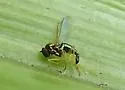 Thrypticus willistoni - photo 4