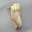 Thurberia Bollworm - Hodges#9817 - photo 2