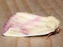 Thurberia Bollworm - Hodges#9817 - photo 3