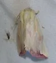 Thurberia Bollworm - Hodges#9817 - photo 4