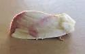 Thurberia Bollworm - Hodges#9817 - photo 5