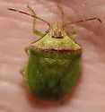 Thyanta calceata - photo 2