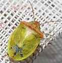 Thyanta calceata - photo 3