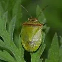 Thyanta calceata - photo 4