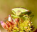 Thyanta calceata - photo 5