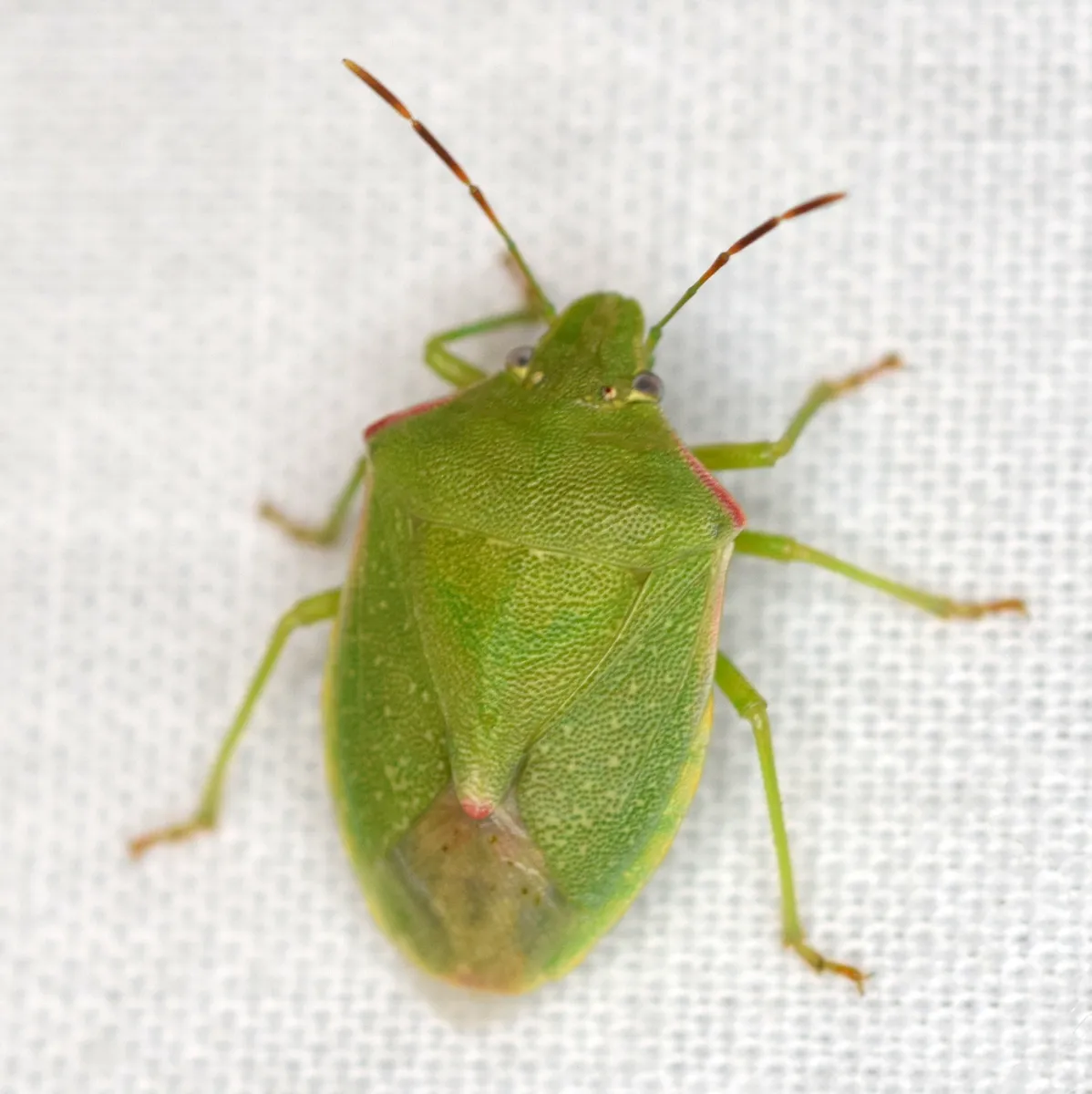 Red-shouldered Stink Bug
