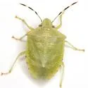 Thyanta maculata - photo 2