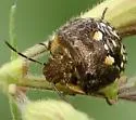 Thyanta maculata - photo 3