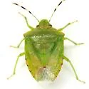Thyanta maculata - photo 4