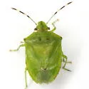 Thyanta maculata - photo 5