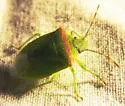 Thyanta pallidovirens