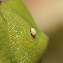 Thyanta pallidovirens - photo 2