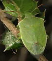 Thyanta pallidovirens - photo 4