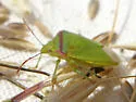Thyanta pallidovirens - photo 5
