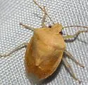Thyanta planifrons