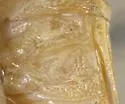 Thyanta planifrons - photo 5