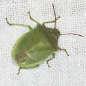 Thyanta pseudocasta