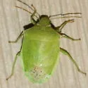 Thyanta pseudocasta - photo 2