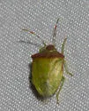 Thyanta pseudocasta - photo 4