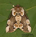 Thyatira superba - Hodges#6238 - photo 2