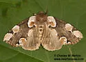 Thyatira superba - Hodges#6238 - photo 3