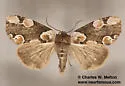 Thyatira superba - Hodges#6238 - photo 4