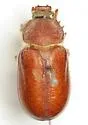 Thyce squamicollis - Thyce squamicollis