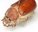 Thyce squamicollis - photo 2
