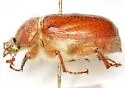 Thyce squamicollis - photo 3